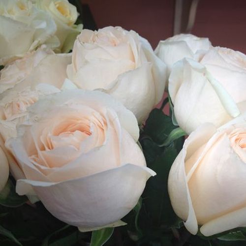 Krémová so zeleným nádychom - Stromkové ruže s kvetmi čajohybridovstromková ruža s rovnými stonkami v korune